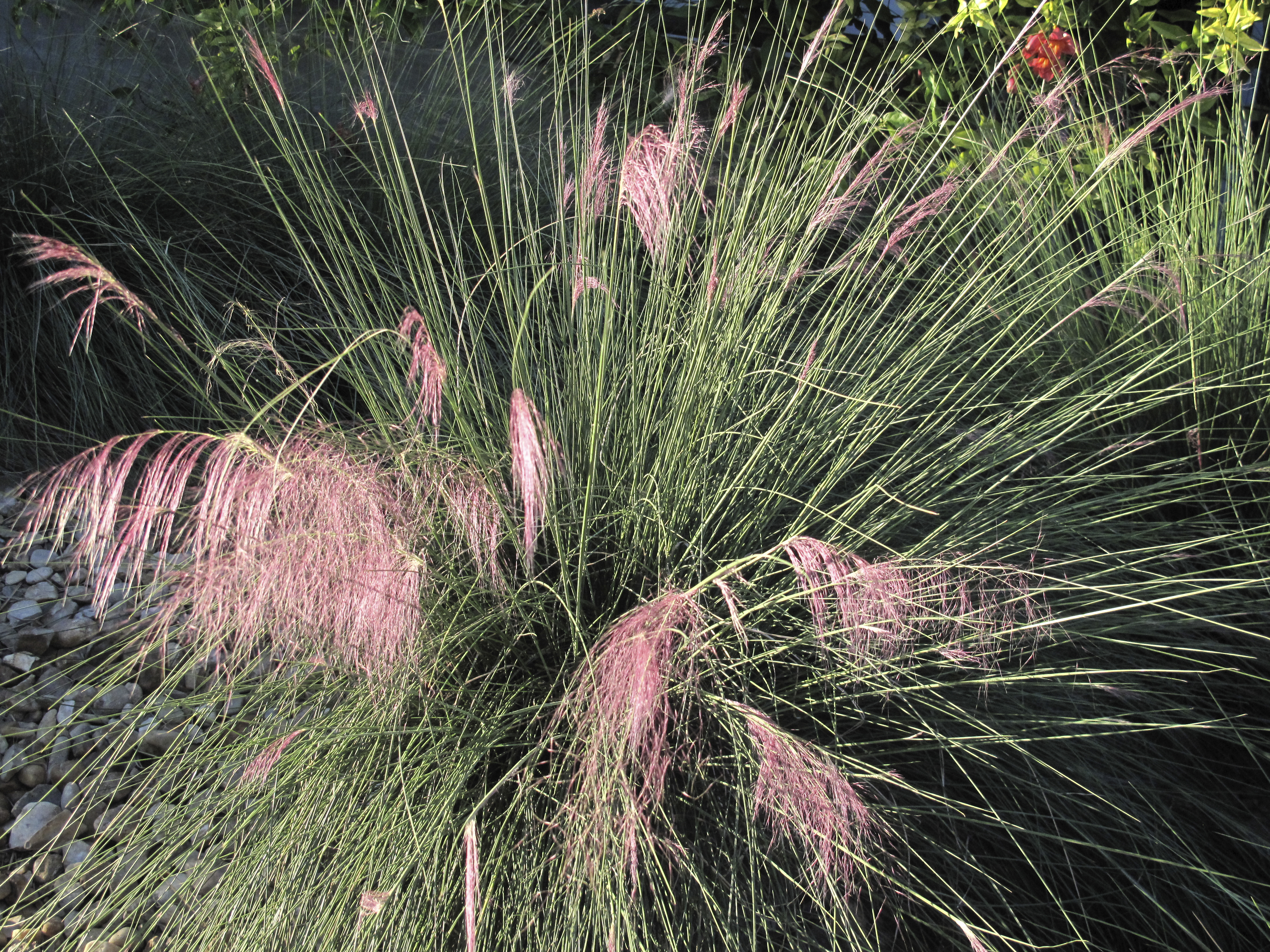 Grass, San Antonio, Texas