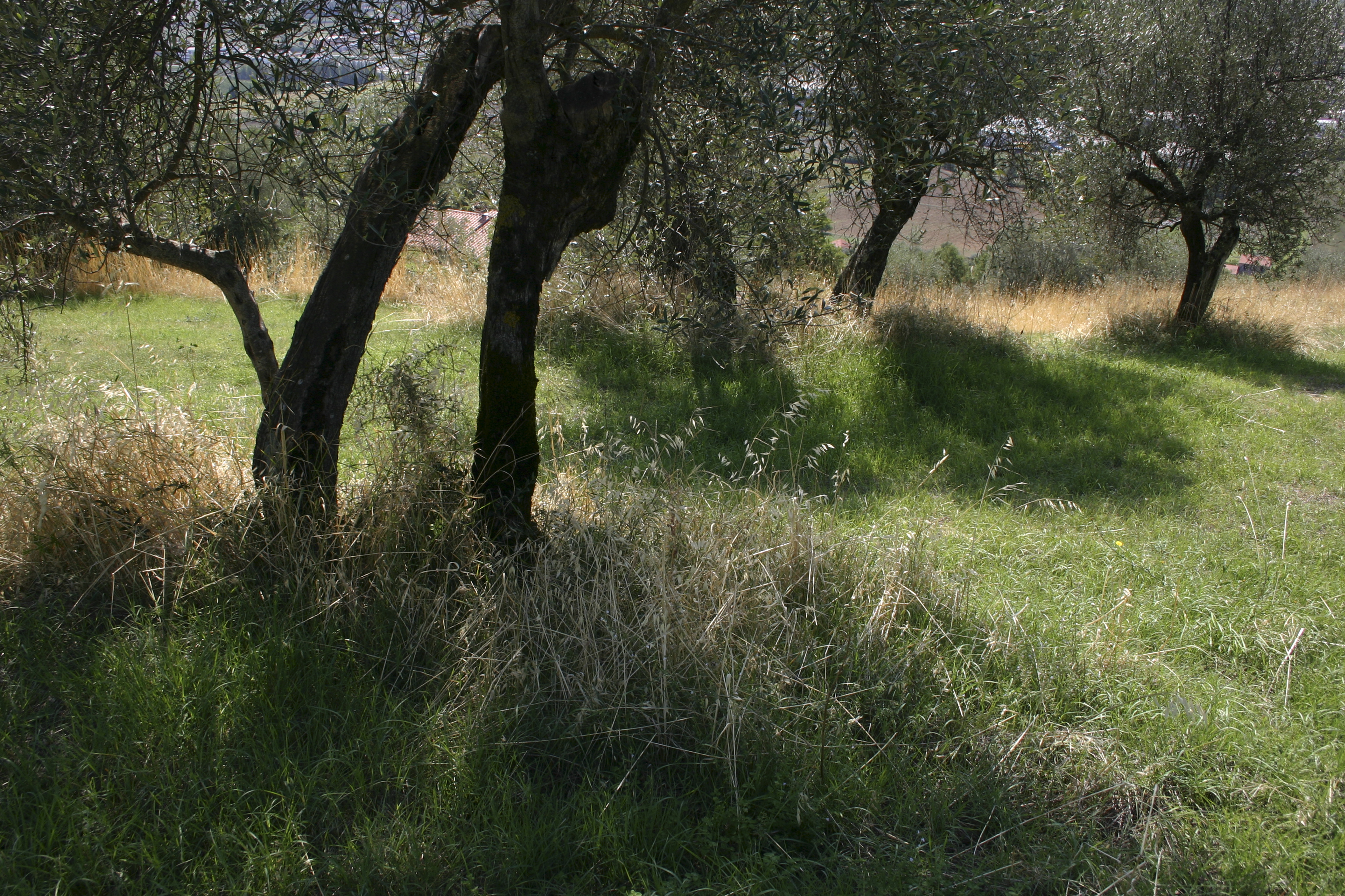 Olive grove, Corciano, Italy