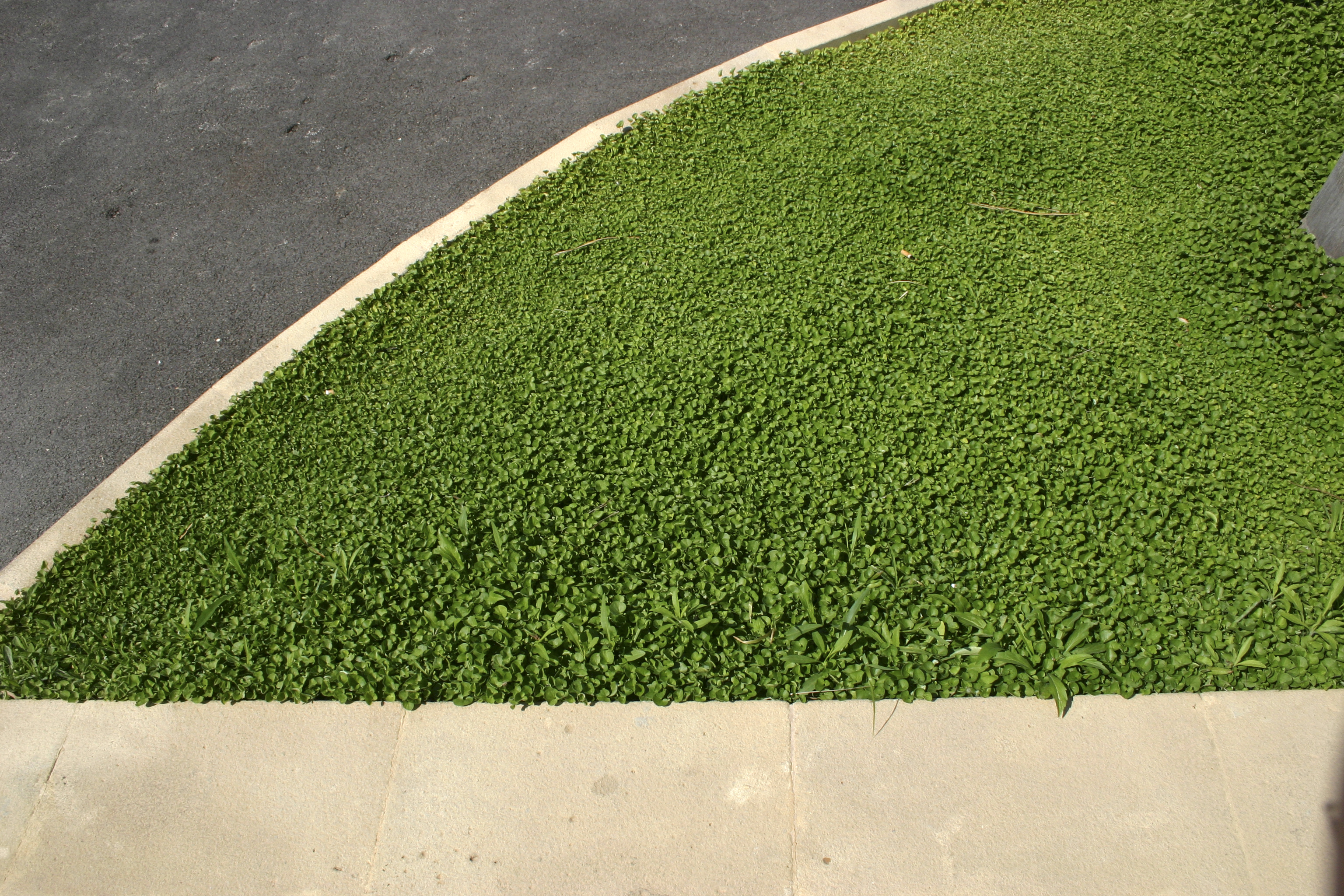 Curb and grass, Sicily