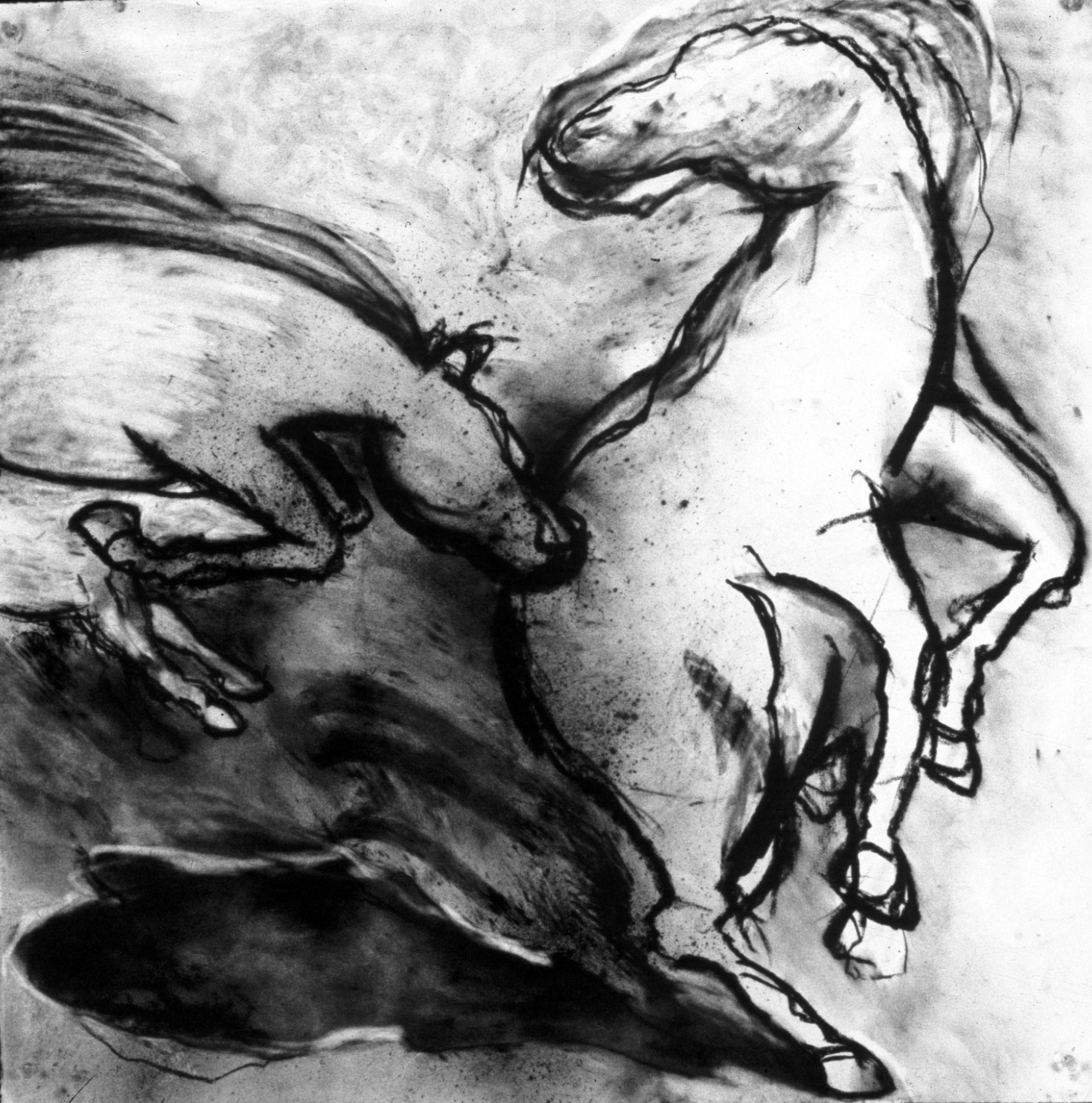 horse fight