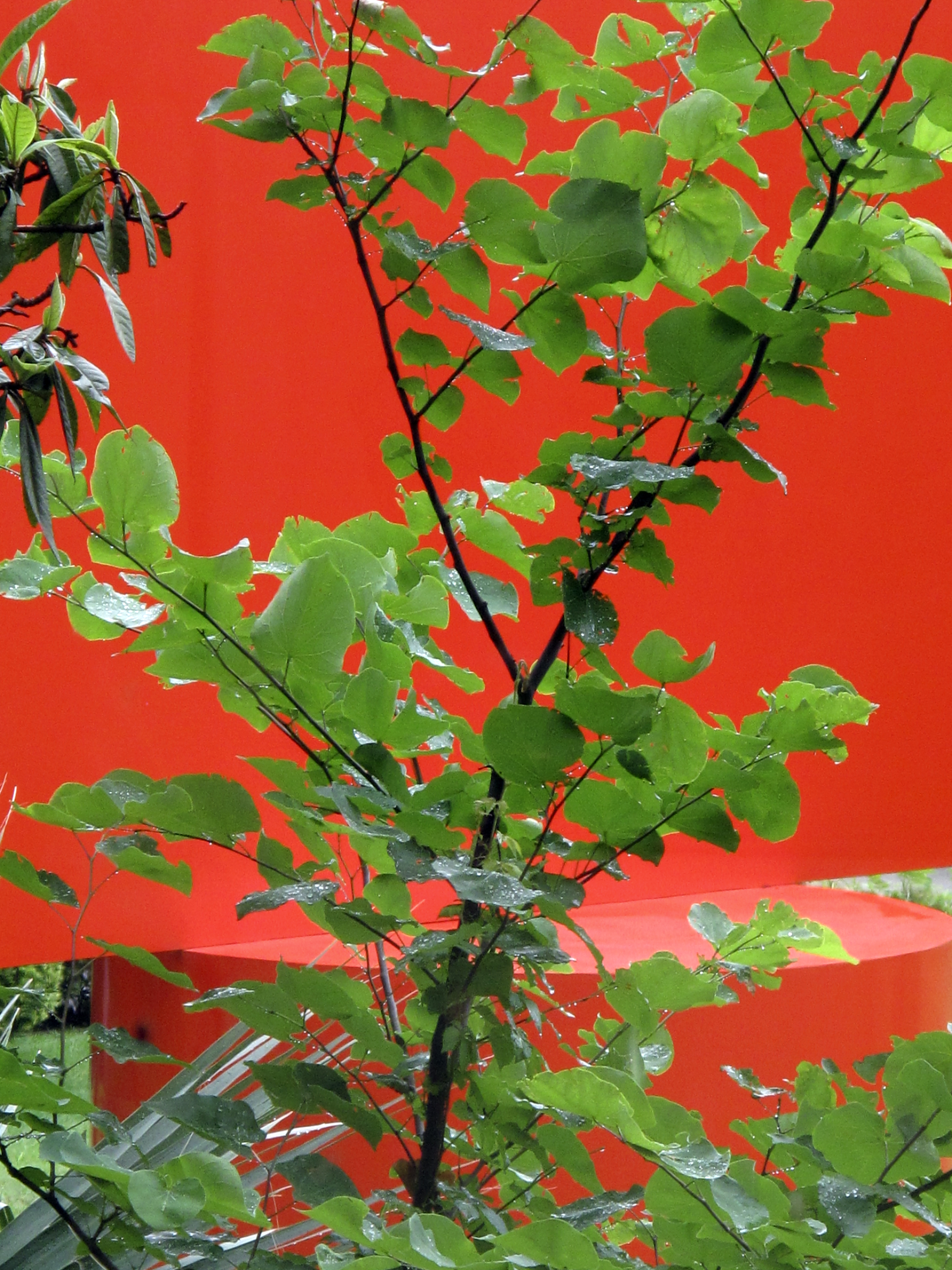 Tree, Bentonville, Arkansas