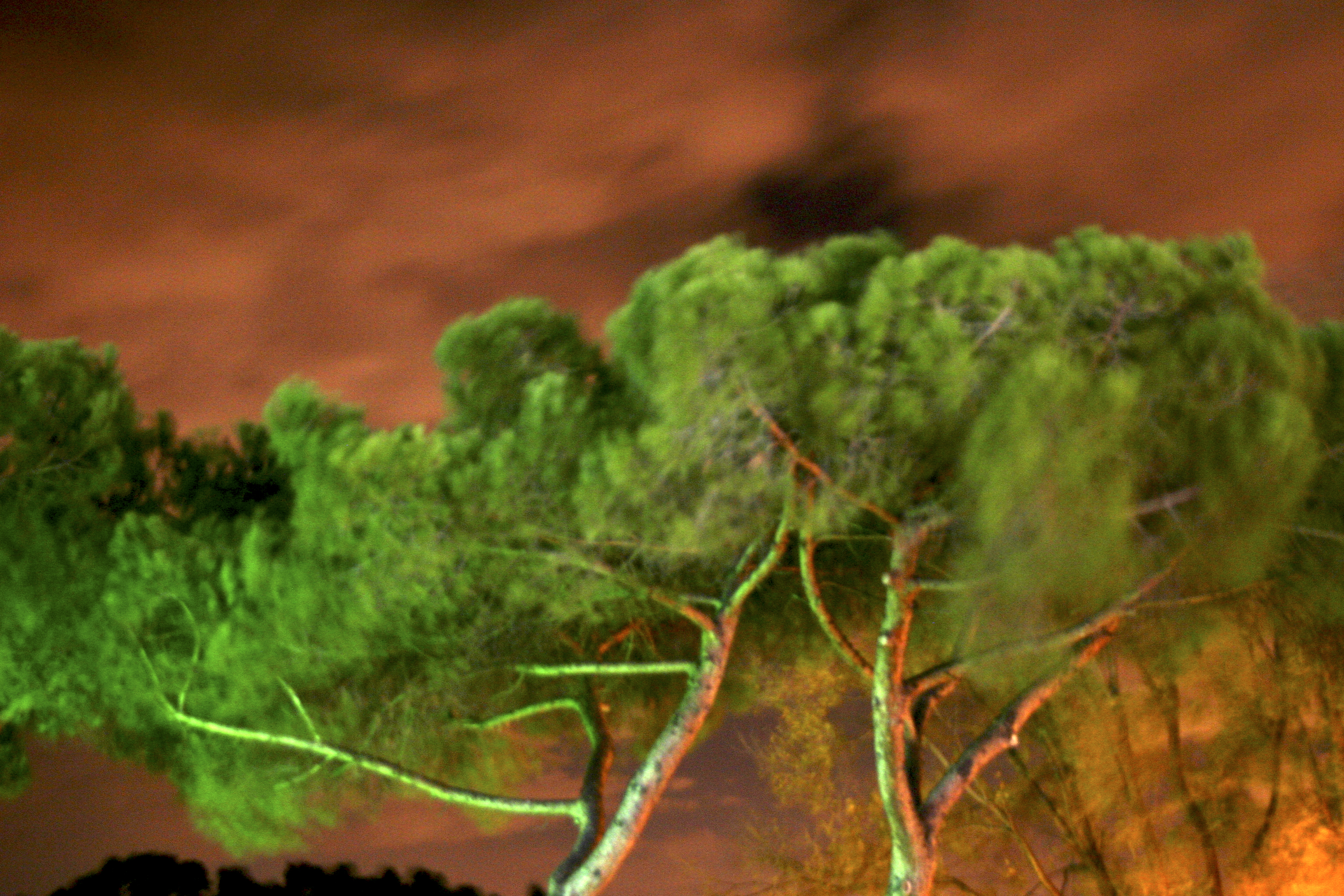Fiumicino Trees, Italy