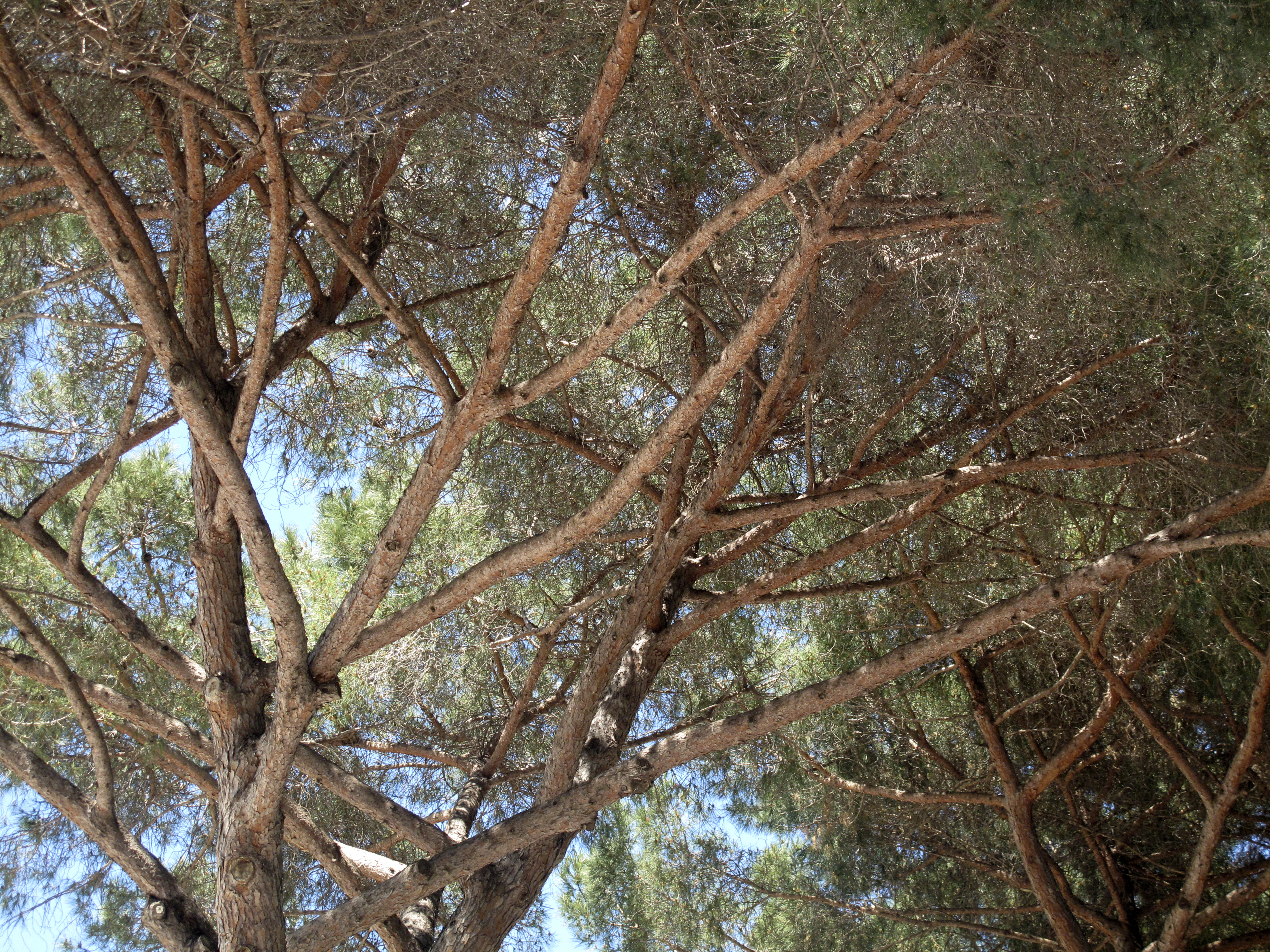Canopy, Rome, Italy
