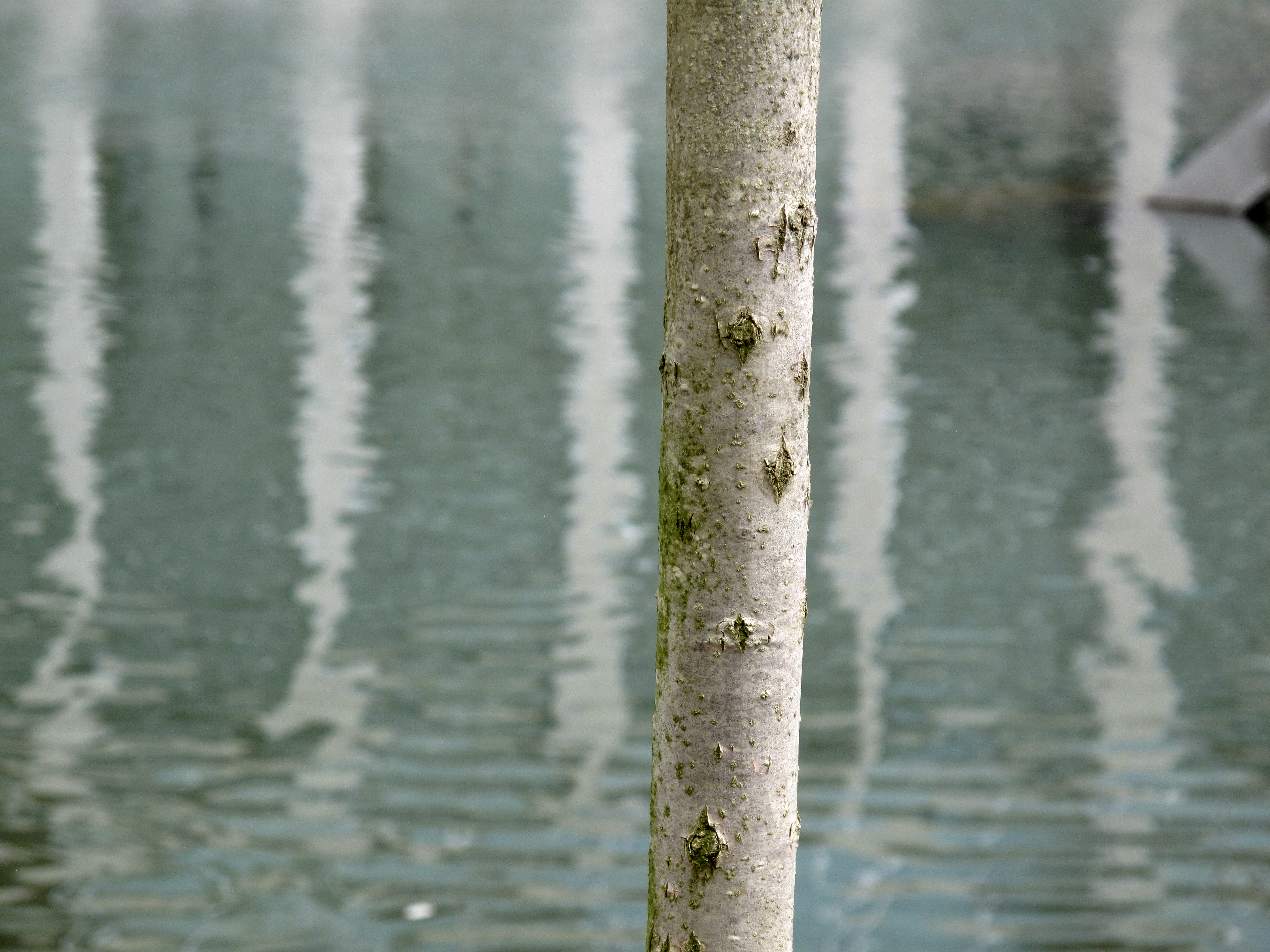 Vertical tree, Crystal Bridges