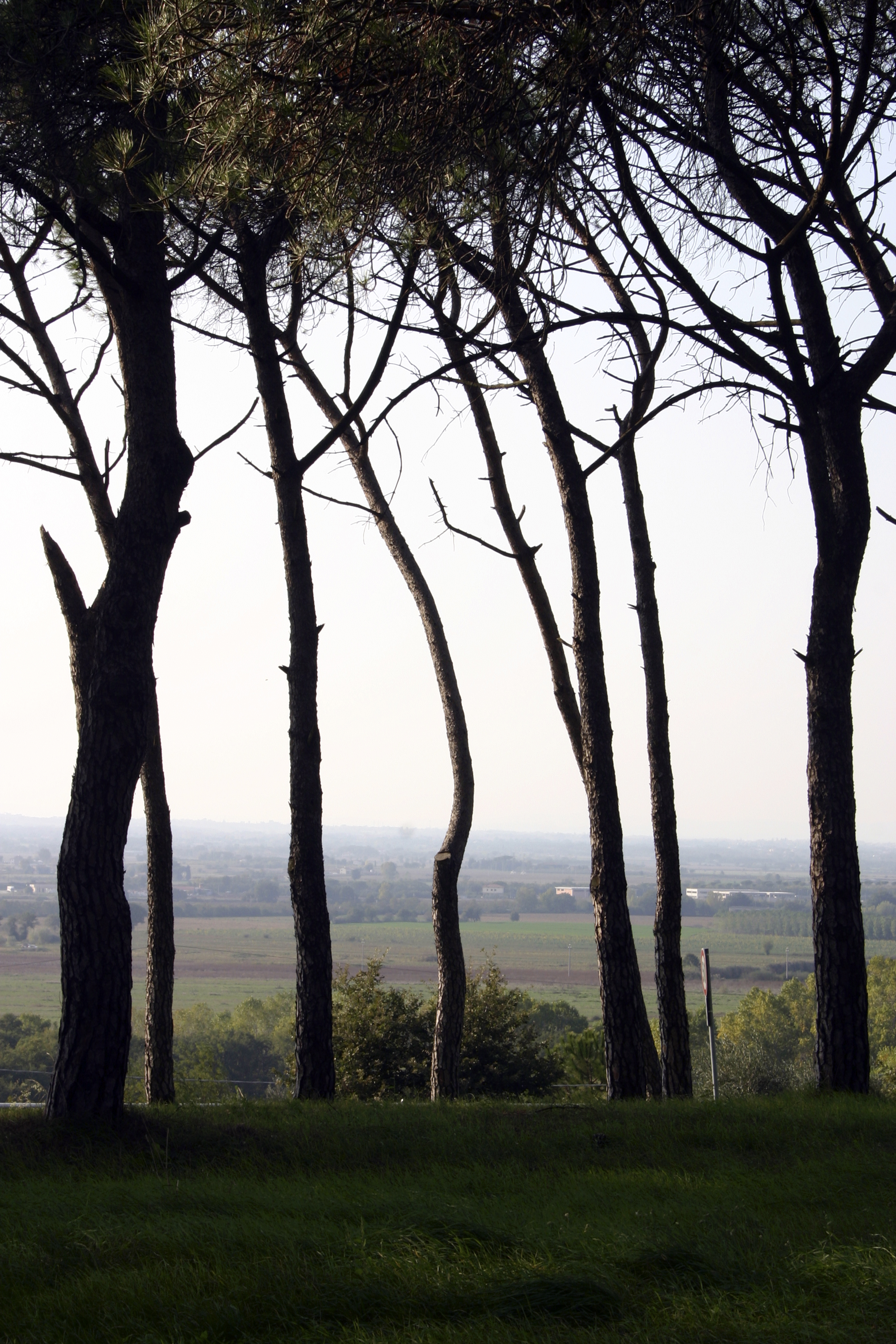 Trees, Tresemeno, Italy
