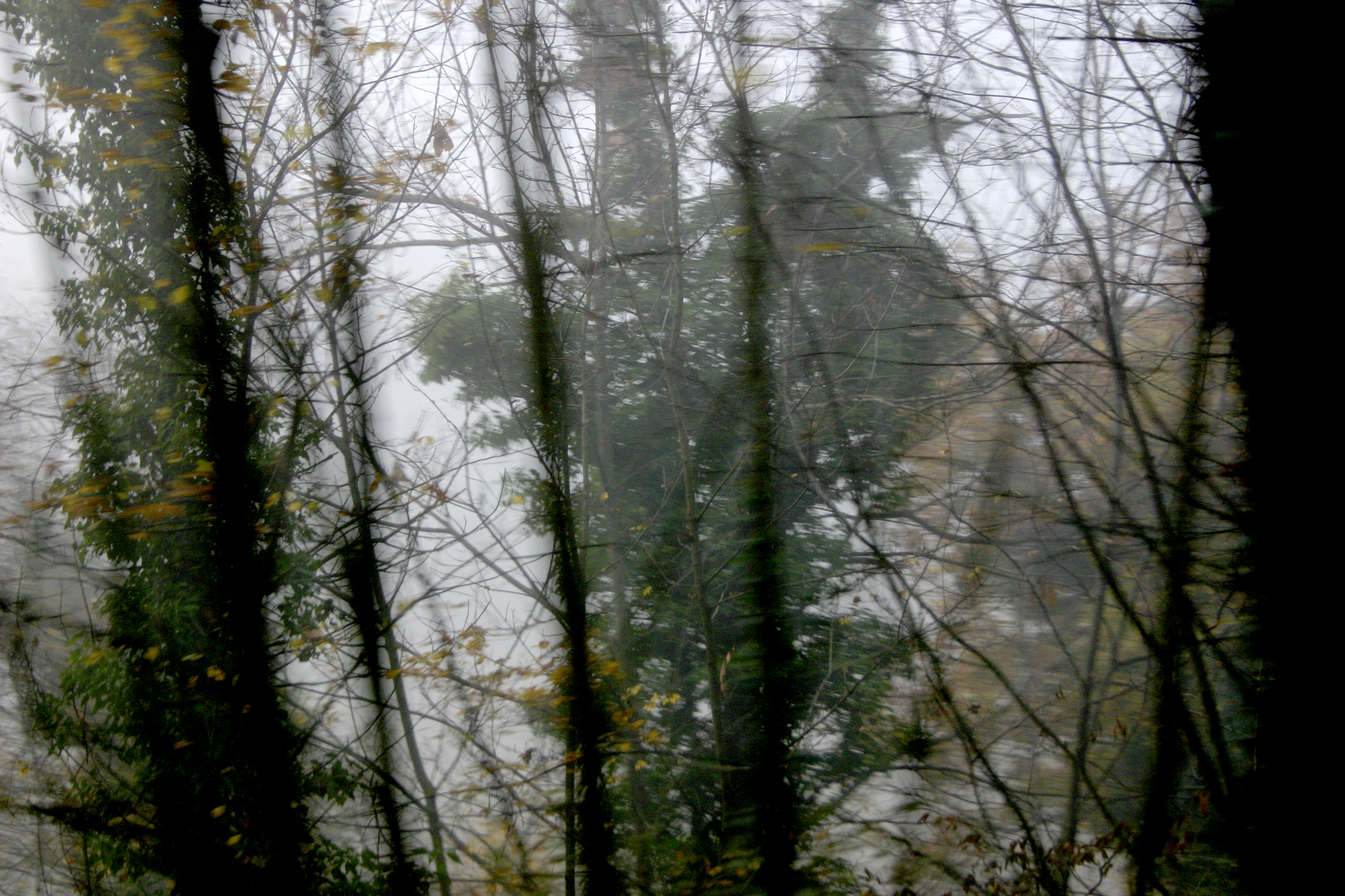 Trees and nebia, Corciano, Italy