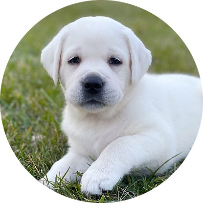 pup.png