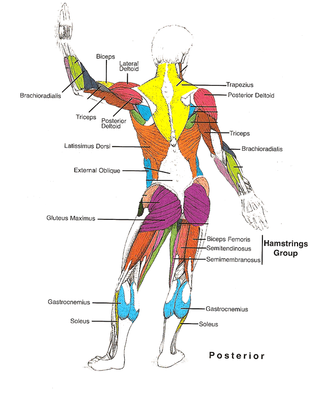 posterior_muscles.gif