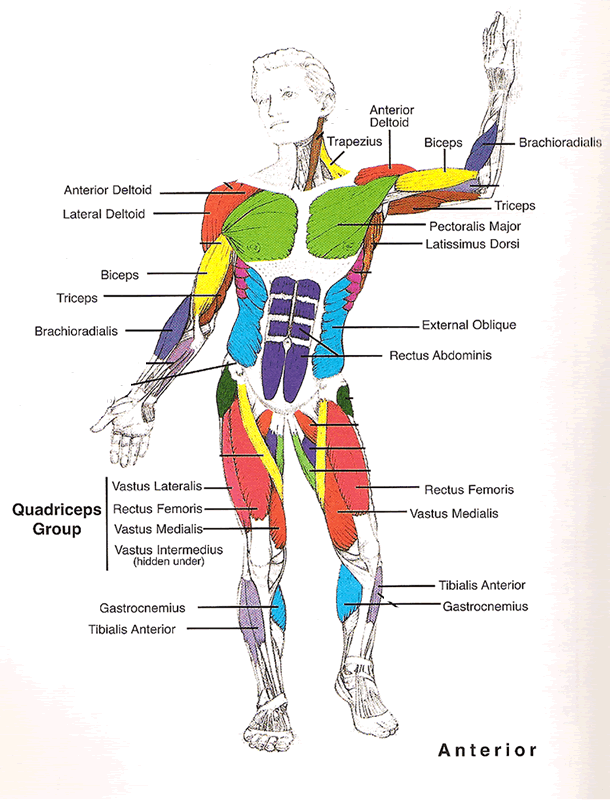 Know your anatomy!