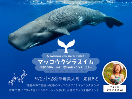 マッコウクジラスイム2025受付開始🐳💫