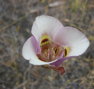 Mount Madonna Park 5-27-2012 002.jpg