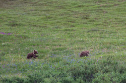 NGSE_AlaskaB_JackBorowiak-6355