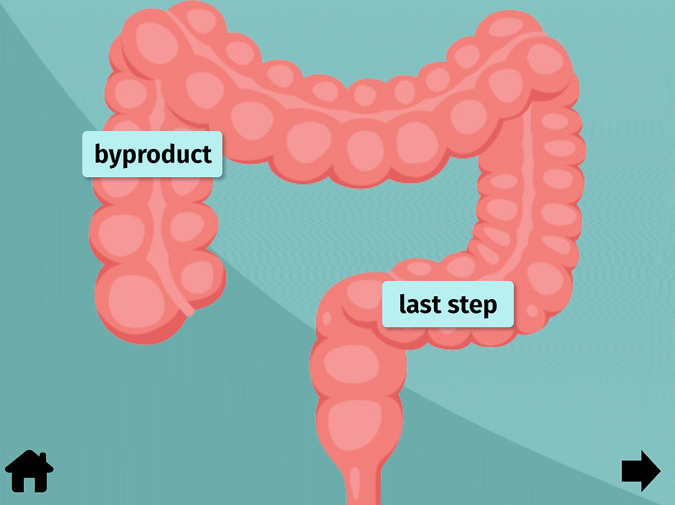 digestive large intestine.png