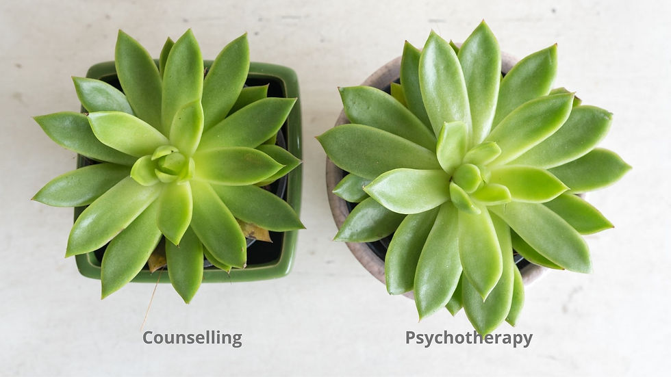 Two similar succulent plants in different pots, representing the similarities and differences between counselling and psychotherapy