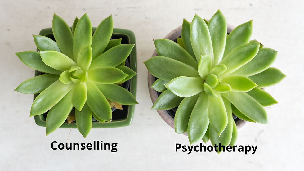 Two similar succulent plants in different pots, representing the similarities and differences between counselling and psychotherapy