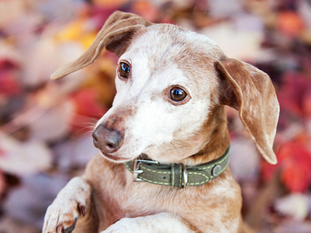 Senior Dog Medication Assistance Program