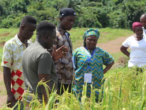Boosting certified rice seed production efforts in Liberia: AfricaRice trains 35 community-based enterprises