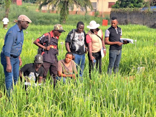 Strengthening Sierra Leone’s Rice Value Chain through Seed Quality Training