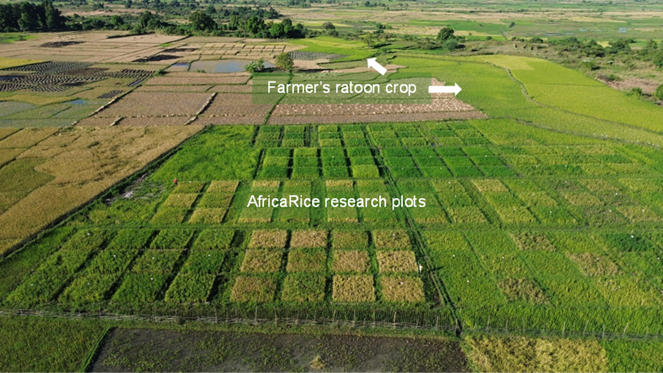 Photo 2: Surrounding farmers testing ratoon rice inspired from the AfricaRice field trials in Madagascar (Credit: AfricaRice)