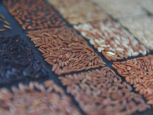 Long-Term Funding Supports AfricaRice Genebank and the Future of Rice Diversity