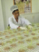 AfricaRice rice seeds in the viability lab