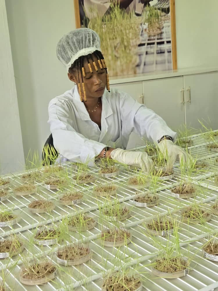 AfricaRice rice seeds in the viability lab