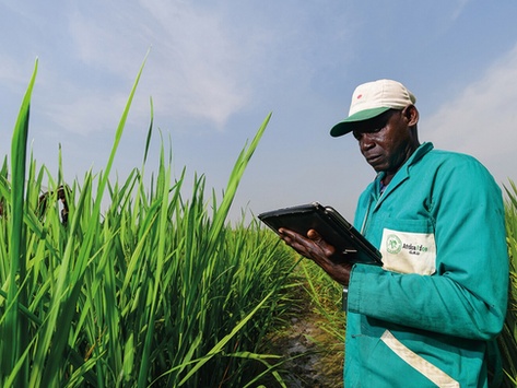 How AfricaRice transforms shared tools into impact for rice breeding