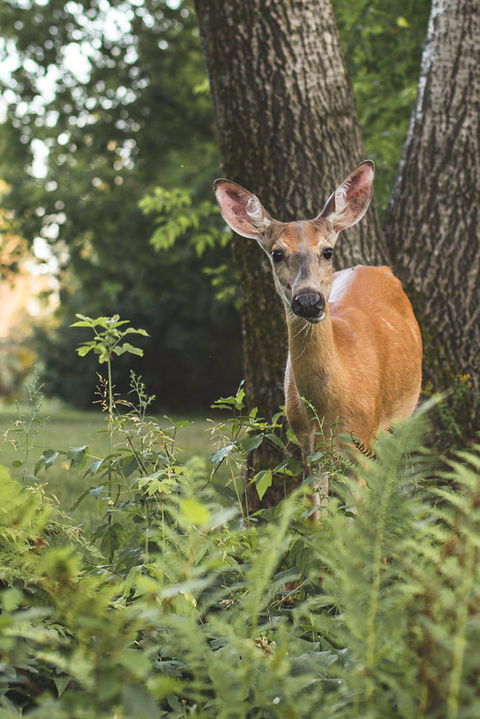 Photo-nature-animaux-sauvages