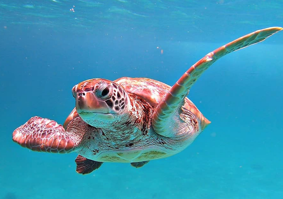 Sea turtle swimming underwater toward the camera in clear blue ocean, fins outstretched. in Barbados