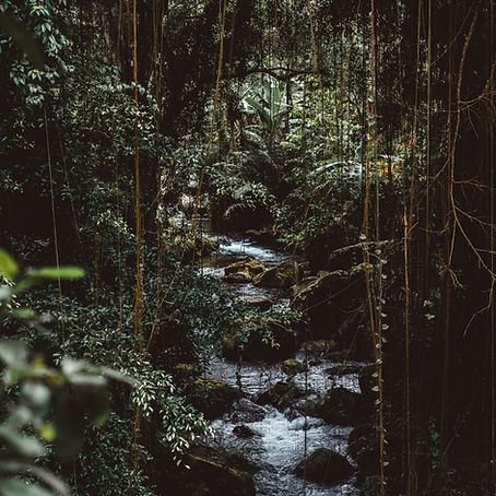 Jungle
