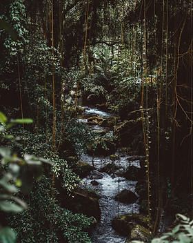Jungle