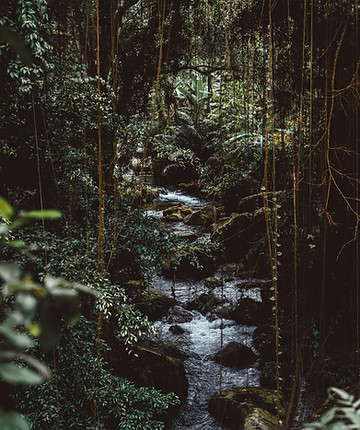 Jungle