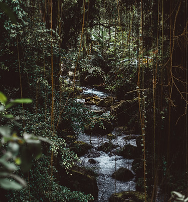 Selva