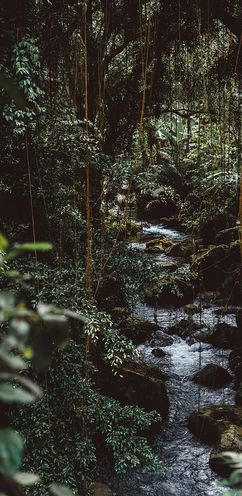 a rocky stream running through a Jungle with lots of bushes, leaves and hanging vines.