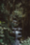 Jungle