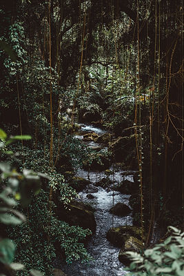 selva