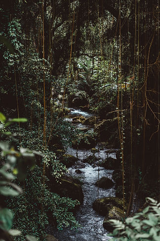 Lush Forest Creek