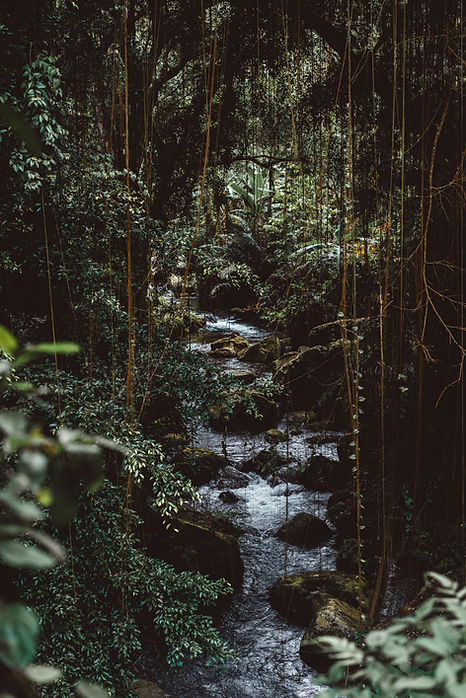Jungle