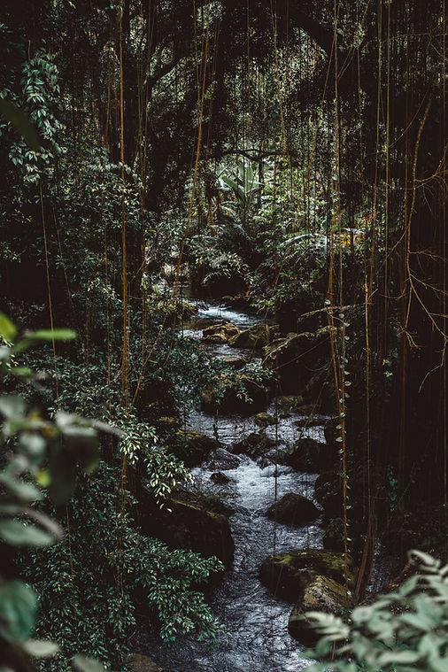 Jungle