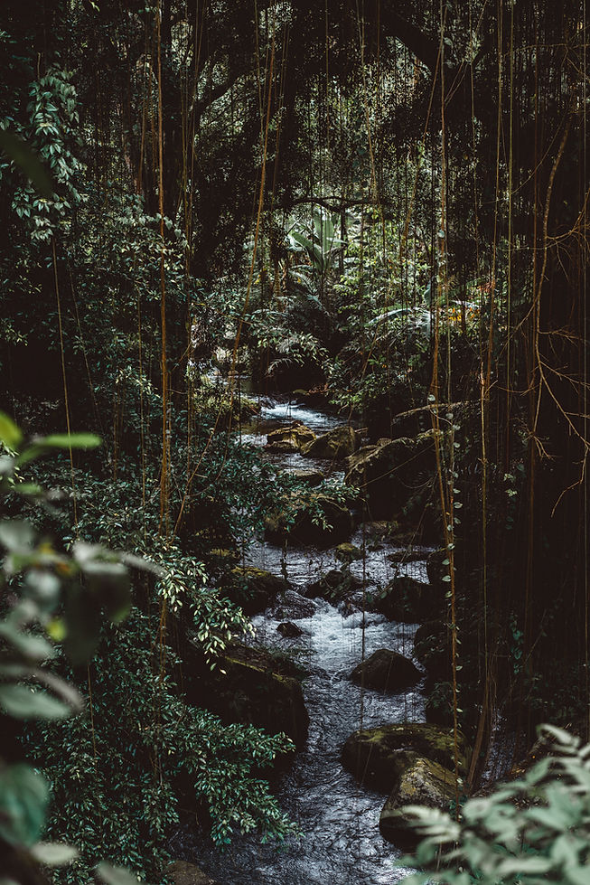 Jungle