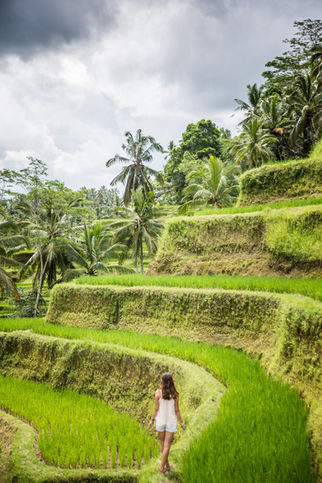 Visit rice terraces of Ubud in Bali