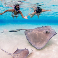 Snorkelling with sting rays french polynesia moorea