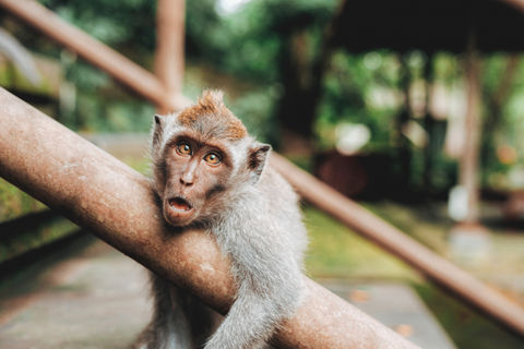 Monkey of Monkey Forest in Ubud Bali