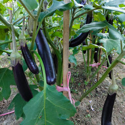Eggplants