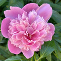 IMG_4471_edited.jpg