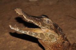 Paleosuchus palpebrosus, Jufari River, Field trip to the Amazon Forest, September 2011.