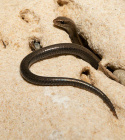 Ablepharus rueppellii, Golan Heights