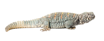 uromastyx-ornata-male-isolated-white-background-226969860.png