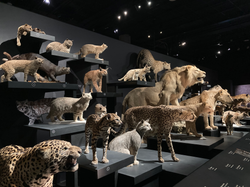 Felines, Temporary exhibition, Gran Galería de la Evolución, Muséum national d'Histoire naturelle