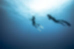 Fii level 1 freediving course